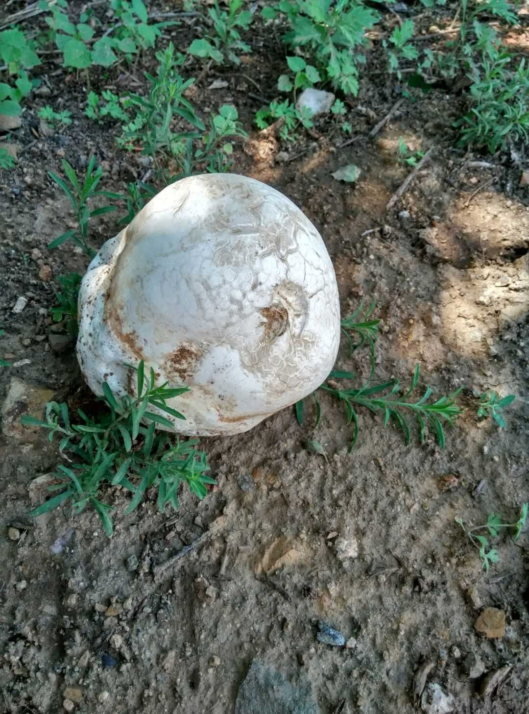 我是“马粪包”，是菇类家族的一员，你吃过没有？