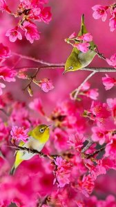 ​鸟语花香的手机壁纸