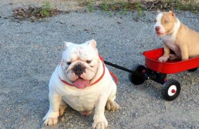 ​美国恶霸犬是什么？美国恶霸犬怎么养？