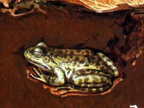 冬眠的动物有哪些(需要冬眠的15种动物)