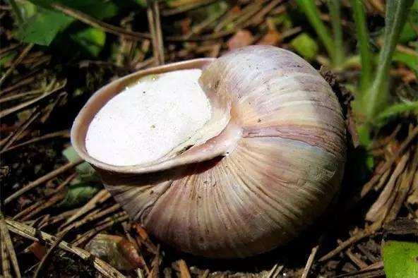 冬眠的动物有哪些(需要冬眠的15种动物)