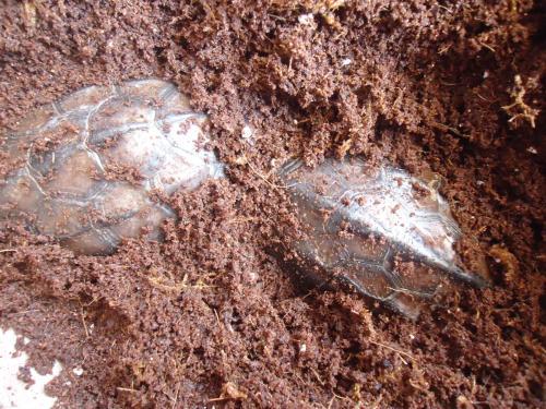 冬眠的动物有哪些(需要冬眠的15种动物)