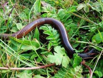 冬眠的动物有哪些(需要冬眠的15种动物)