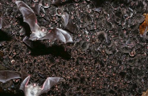 冬眠的动物有哪些(需要冬眠的15种动物)