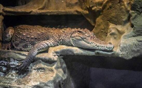 冬眠的动物有哪些(需要冬眠的15种动物)