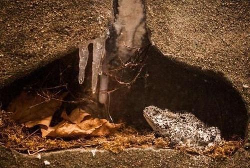 冬眠的动物有哪些(需要冬眠的15种动物)