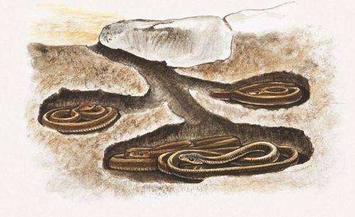 冬眠的动物有哪些(需要冬眠的15种动物)