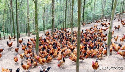 ​林下养鸡：绿色养殖新风尚，低成本高效益引领未来