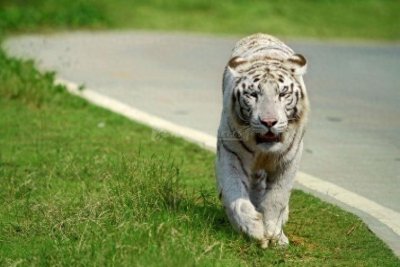 ​探访长沙生态动物园