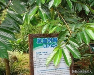 ​传说中的“见血封喉”，你是否见过？