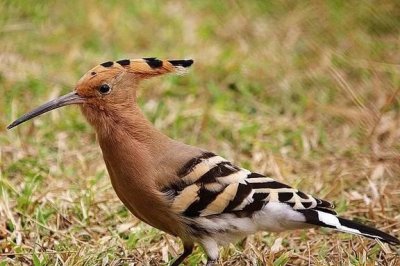 ​我们最常见（鸟类）图谱