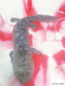 ​江中钓起野生娃娃鱼，广元市民放归自然