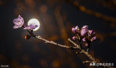 ​鹭洲诗岛第十三期同题酬唱活动“步和李无言《月下赏梅》”