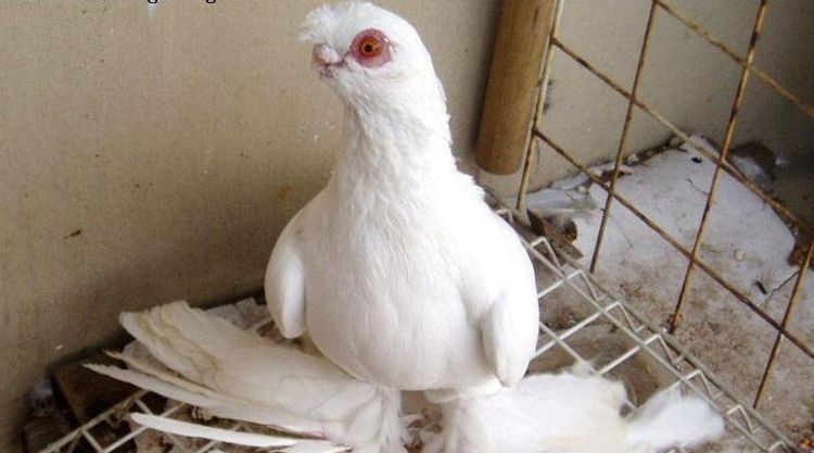 鸽子属于什么品类