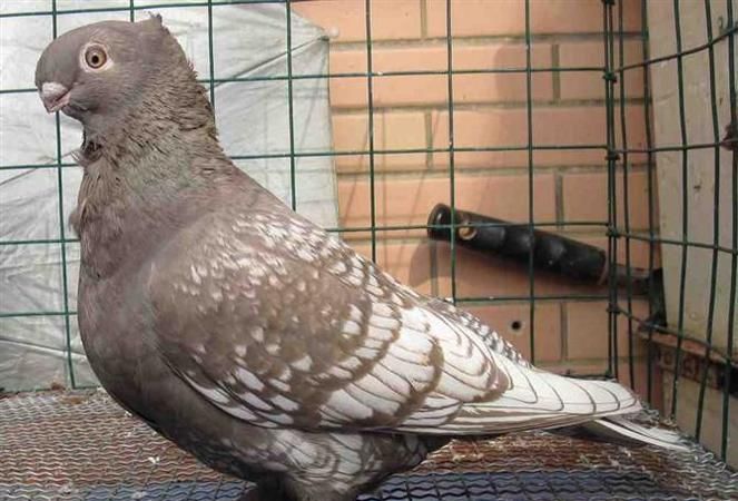 鸽子属于哪一类