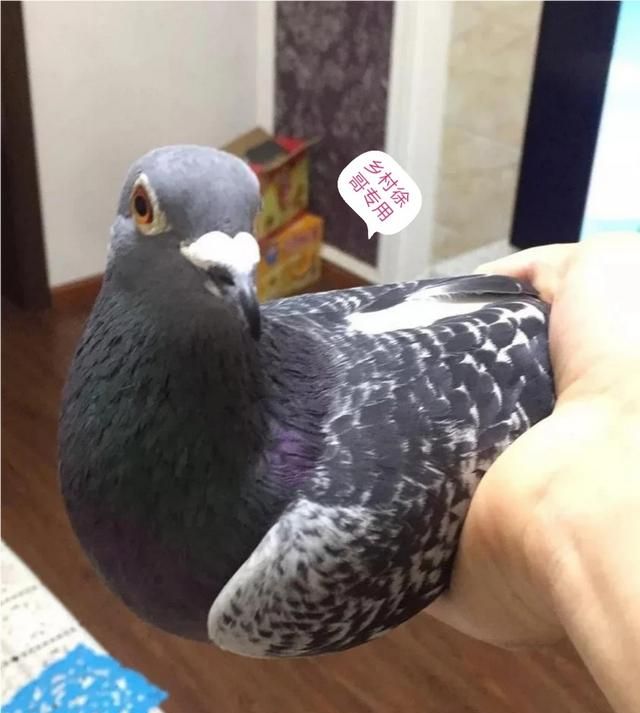 鸽子属于什么类，鸽子属于什么品类？图4