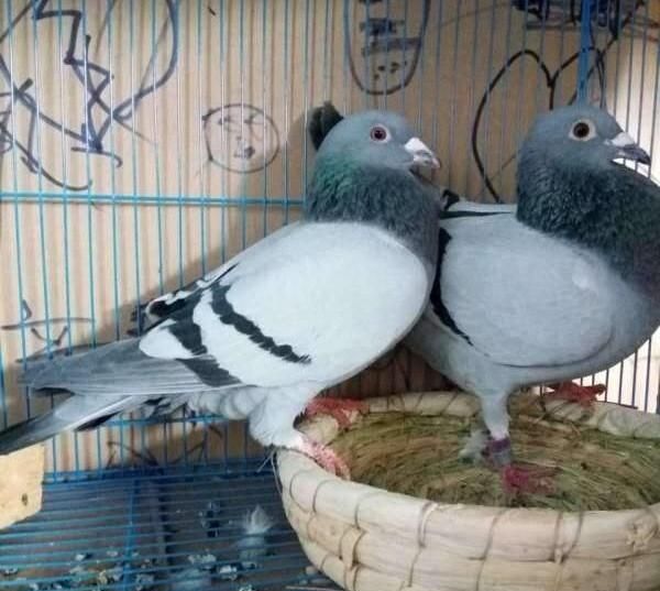 鸽子属于什么类，鸽子属于什么品类？图5