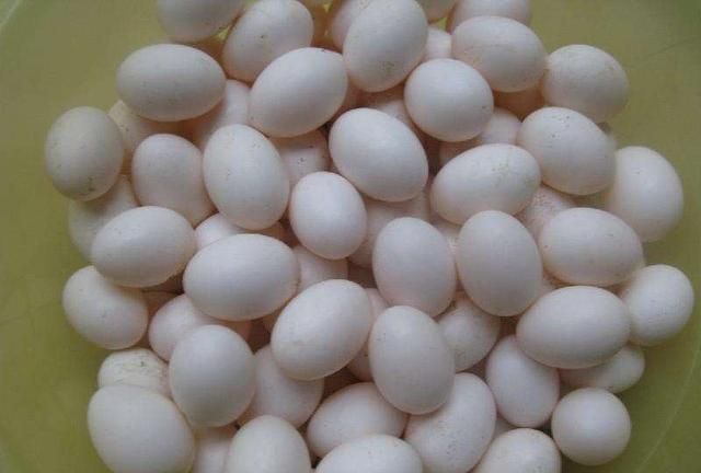 鸽子属于什么类，鸽子属于什么品类？图6