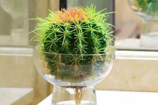 多肉可以水培吗?需要注意什么?(图2)