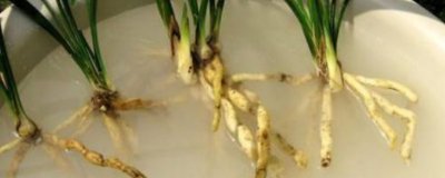 ​多菌灵喷后叶子都白了怎么办