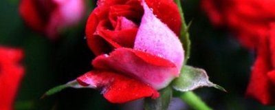 ​冻伤的花能缓过来吗