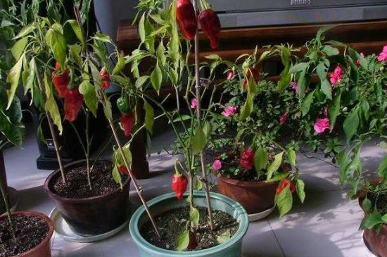 冻伤的花能缓过来吗(图3)