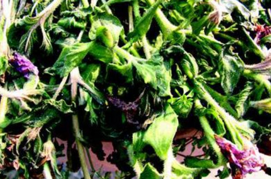 冻伤的花能缓过来吗(图4)