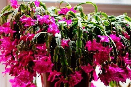 冻伤的花能缓过来吗(图2)