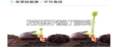 ​发芽的栗子煮熟了能吃吗