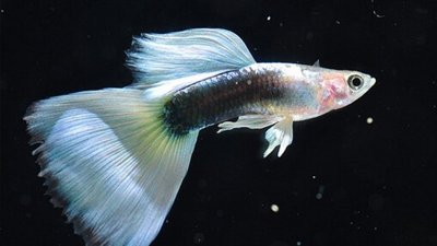 ​凤尾鱼怀孕多久能下崽