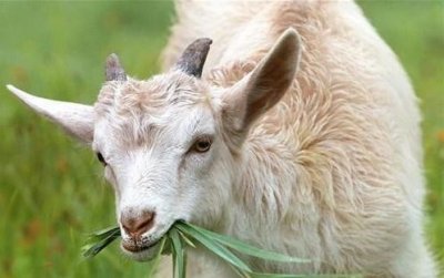 ​山羊肉和绵羊肉哪个更好吃？养殖户：不明白这3点，都是白吃