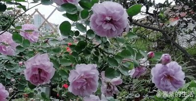 ​蓝色阴雨，一款有着忧郁又低调气质的藤本月季，美到你欲罢不能