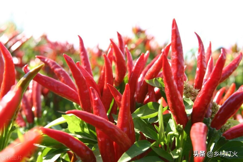 如何提取辣椒素_辣椒水杀虫的最佳配方 如何提取辣椒素_辣椒水杀虫的最佳配方