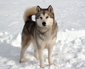 南极除了企鹅竟还有这样霸气的野狼:南极狼