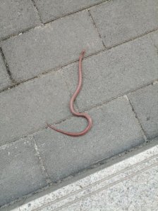 ​云南一高中校园内现罕见红蛇 蛇身修长色泽鲜亮极其稀罕