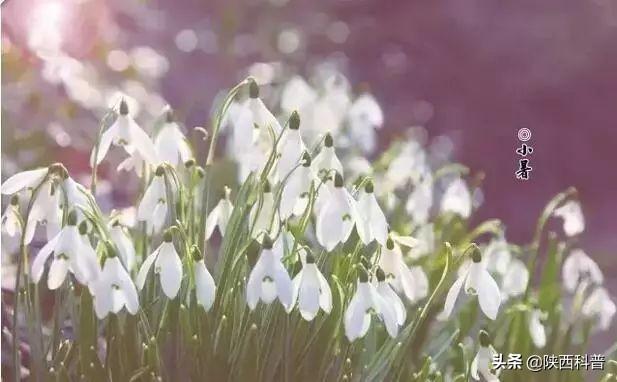 俗语小暑雨如银大暑雨如金（小暑小暑一声雷）(3)