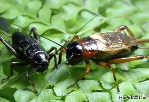 俗语小暑雨如银大暑雨如金（小暑小暑一声雷）(4)