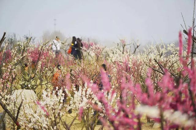 徐州一日游攻略必去景点(冬游徐州4大线路发布)(18)