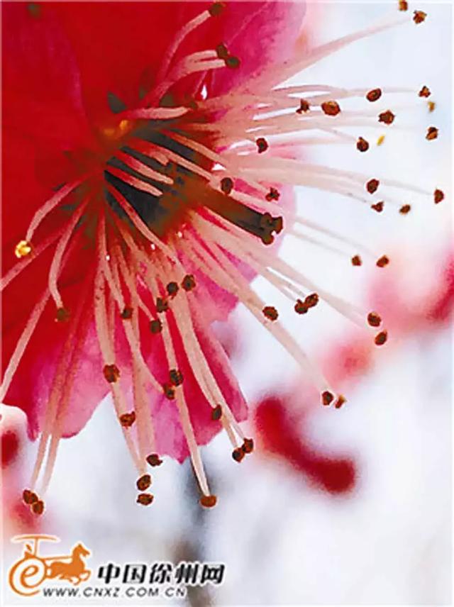 徐州一日游攻略必去景点(冬游徐州4大线路发布)(20)