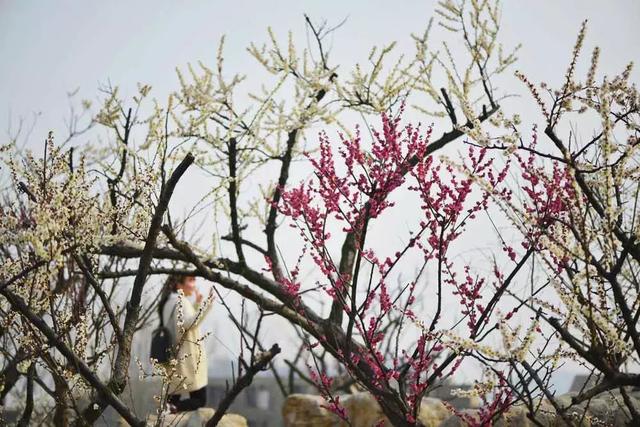 徐州一日游攻略必去景点(冬游徐州4大线路发布)(17)