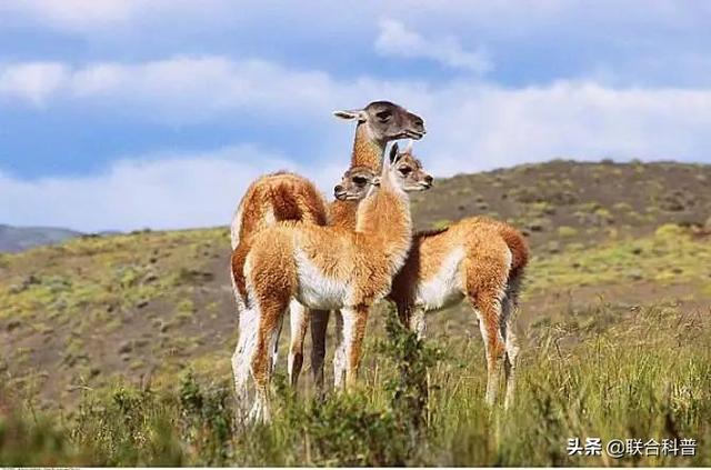 羊驼跟羊的区别（科普贴羊驼是什么）(7)