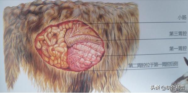羊驼跟羊的区别（科普贴羊驼是什么）(5)