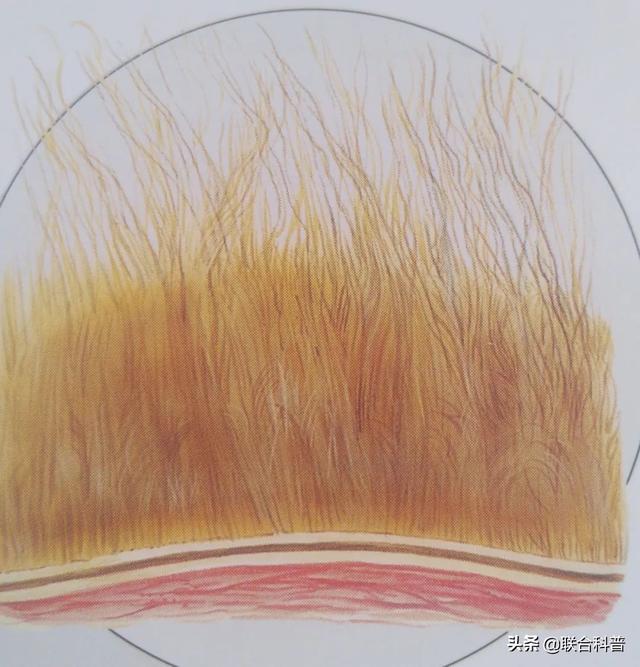 羊驼跟羊的区别（科普贴羊驼是什么）(6)