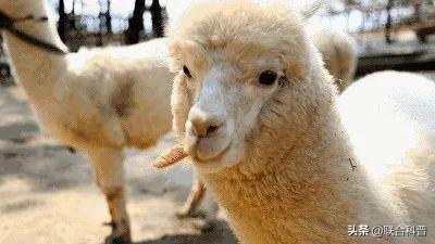 羊驼跟羊的区别（科普贴羊驼是什么）(4)
