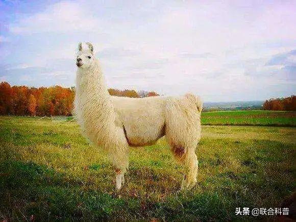 羊驼跟羊的区别（科普贴羊驼是什么）(9)