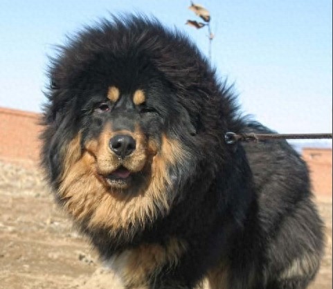 中国国产第一能干的牧羊犬：西藏牧羊犬果真神