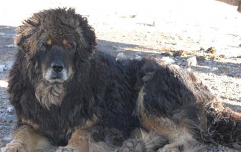 中国国产第一能干的牧羊犬：西藏牧羊犬果真神