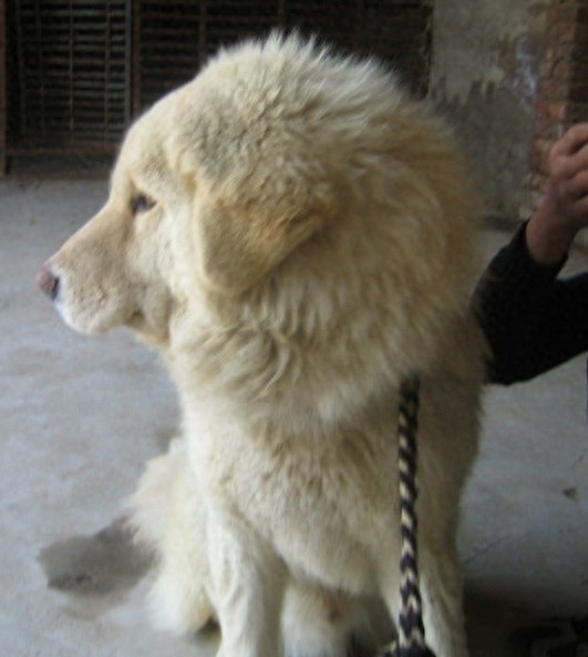 中国国产第一能干的牧羊犬：西藏牧羊犬果真神