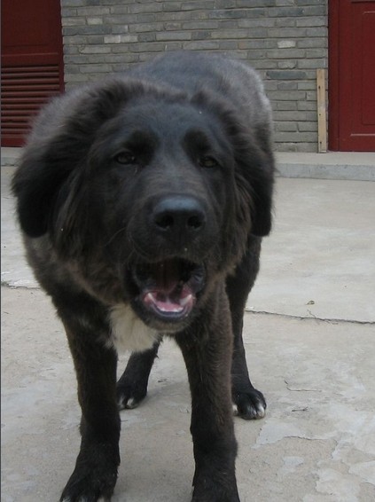 中国国产第一能干的牧羊犬：西藏牧羊犬果真神