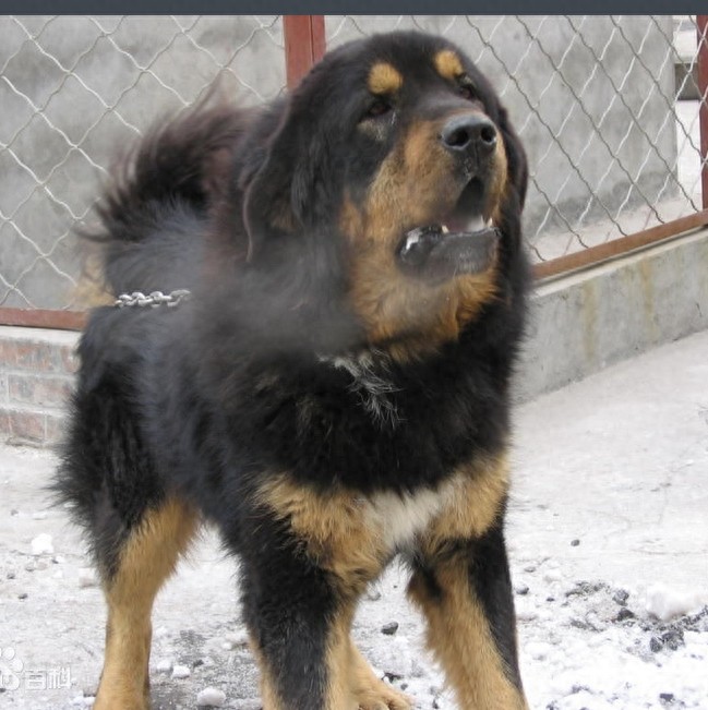 中国国产第一能干的牧羊犬：西藏牧羊犬果真神